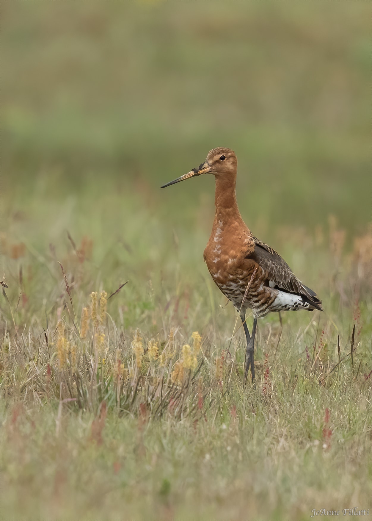 bird of iceland image 24